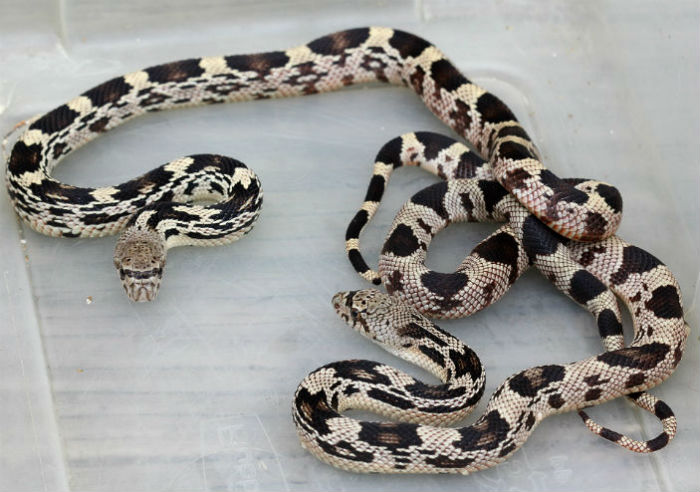 Northern Pine Snake